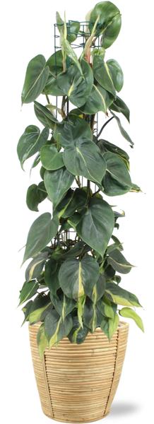 Philodendron Scandens - Klimplant