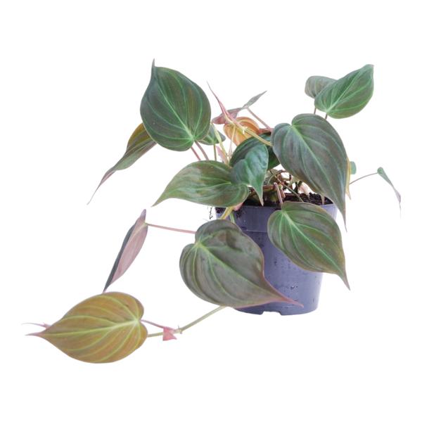 Philodendron Micans - Klimplant