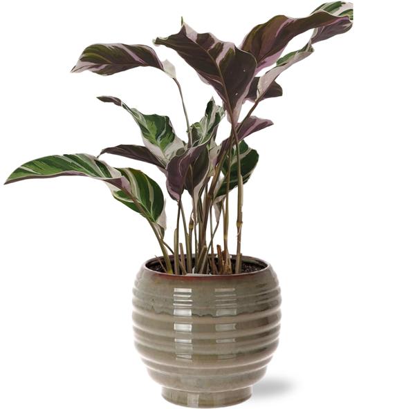 Calathea Fusion White - Pauwenplant