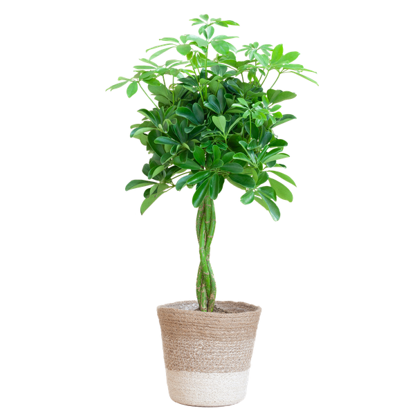 Schefflera Arab Nora – Vingersplant