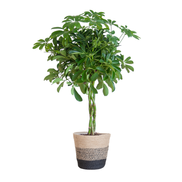 Schefflera Arab Nora – Vingersplant