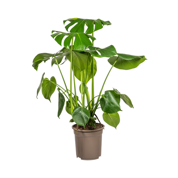 Monstera Deliciosa - Gatenplant