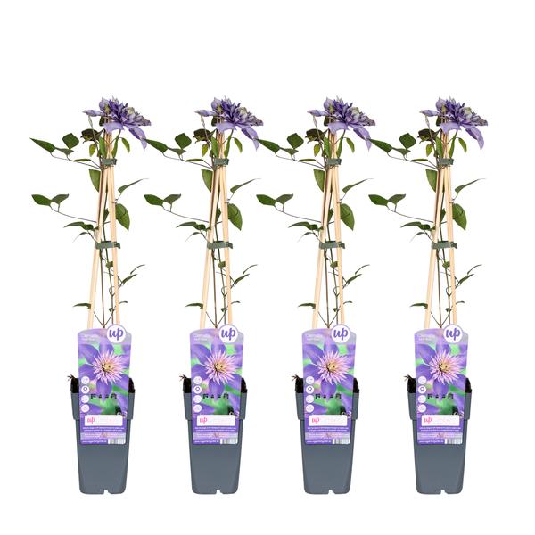Clematis - Bosrank Multi Blue