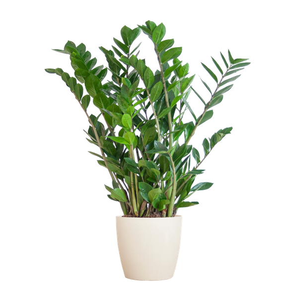 Zamioculcas Zamiifolia – ZZ Plant