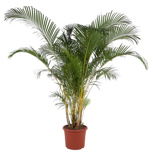 Dypsis Lutescens -  Areca Palm
