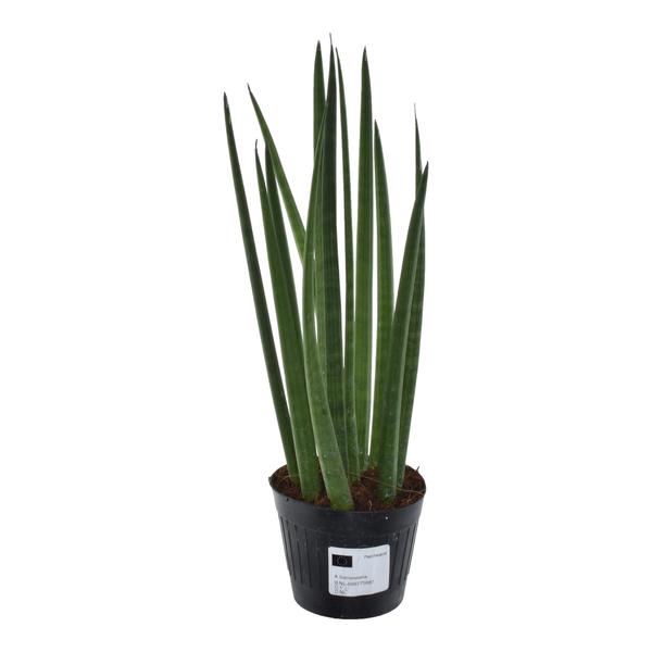 Sansevieria cylindrica - Vrouwentong