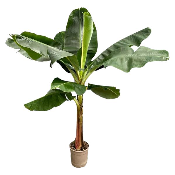 Musa - Bananenplant