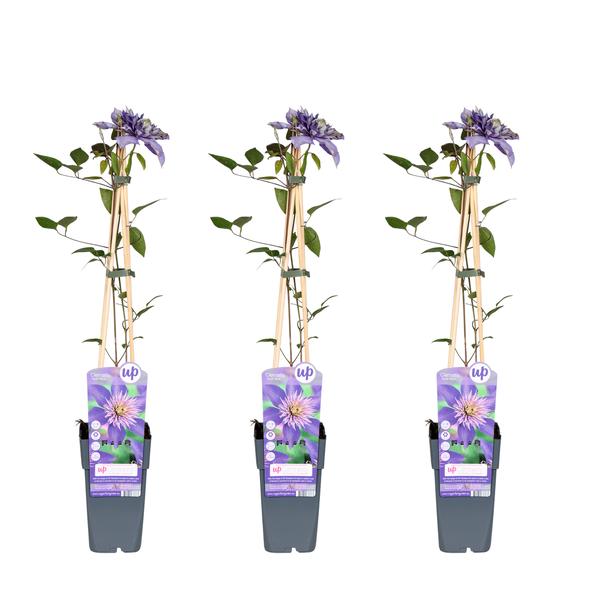 Clematis - Bosrank Multi Blue