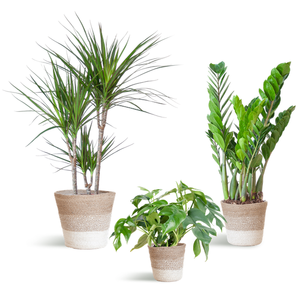 Schaduw Plantenbox met witte Lissabon mand