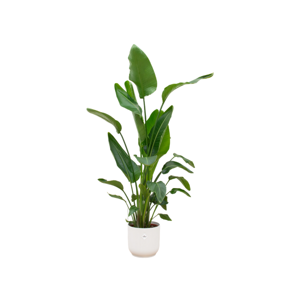 Strelitzia Nicolai – Paradijsvogelplant