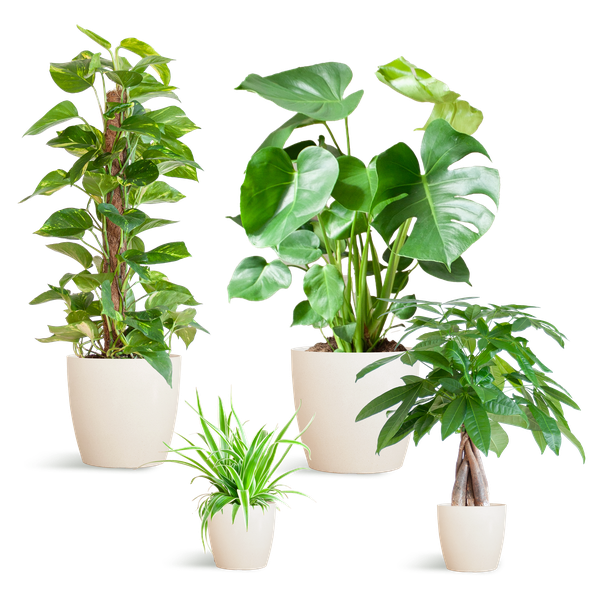 Luchtzuiverende Plantenbox – Medium (Inclusief 4 Vibers Potten Wit)