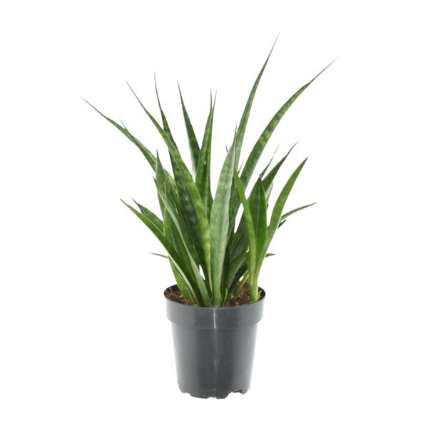 Sansevieria Kirkii - Vrouwentong