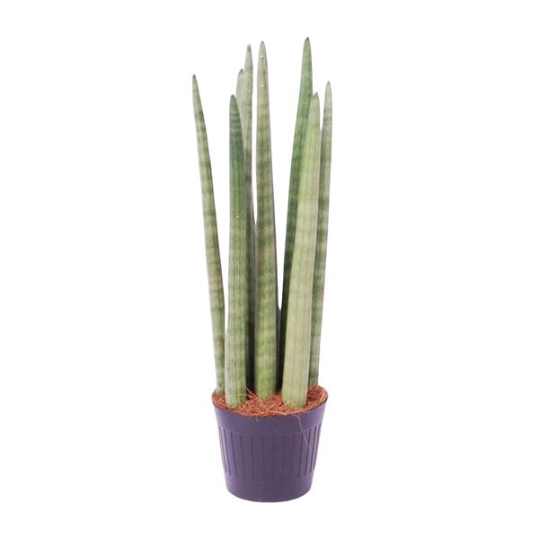 Sansevieria Cylindrica - Vrouwentong