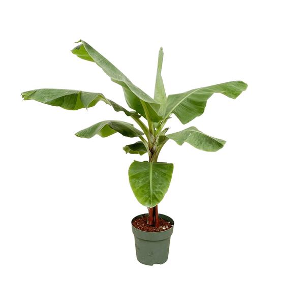 Musa - Bananenplant