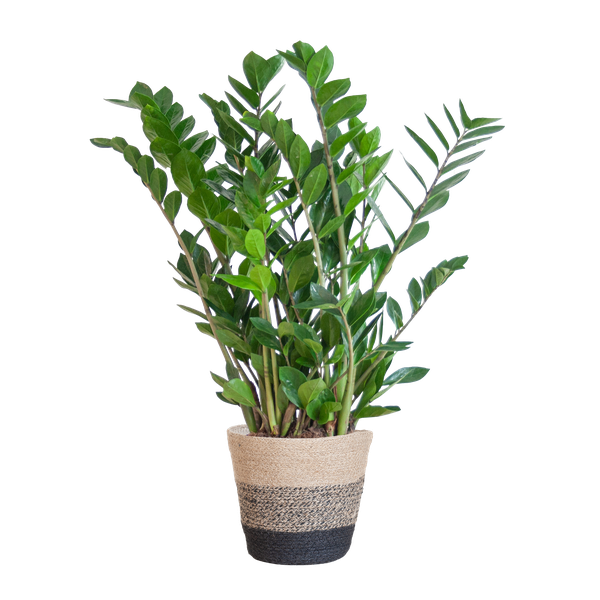Zamioculcas Zamiifolia – ZZ Plant