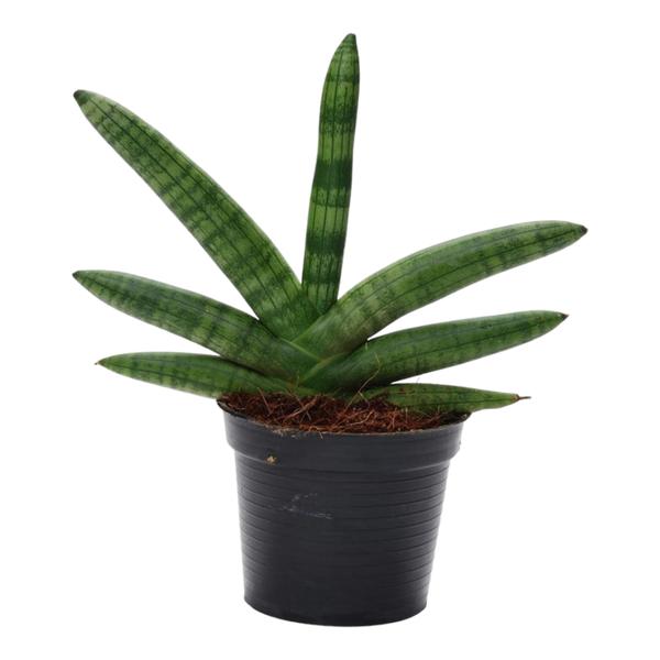 Sansevieria Skyline - Vrouwentong