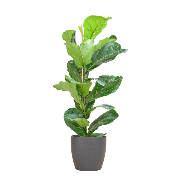 Ficus Lyrata – Vioolbladplant