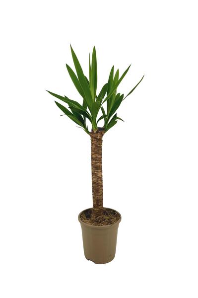 Yucca Elephantipes - Palmlelie