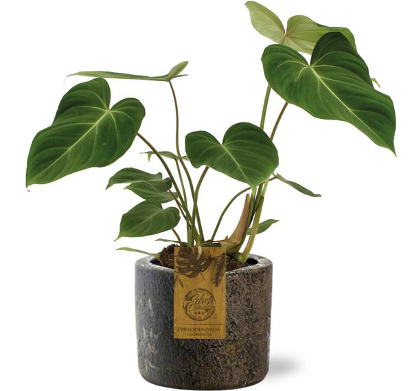 Philodendron Gloriosum – Fluweelblad