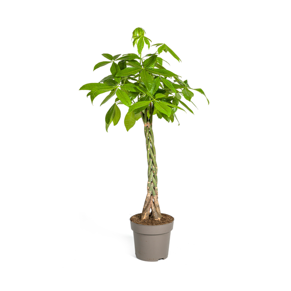 Pachira Aquatica -De Geldboom XL