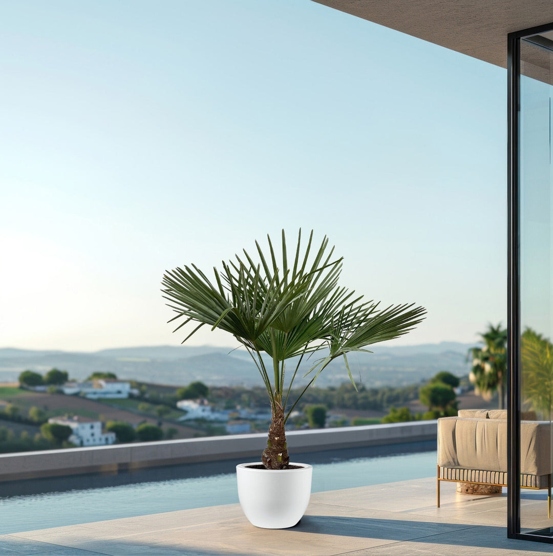 Trachycarpus Fortunei - 120cm - Zimmerpflanze Kaufen