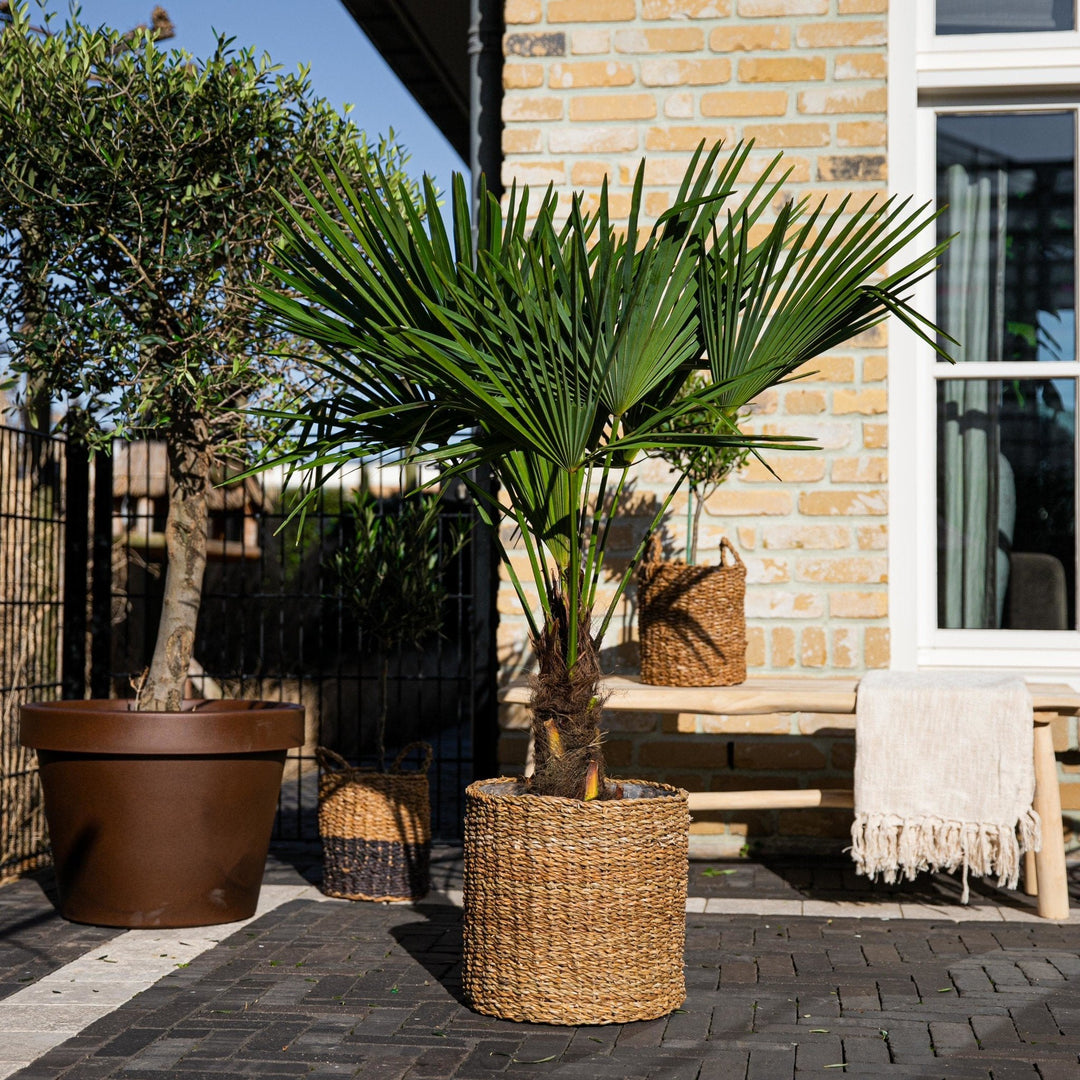 Trachycarpus Fortunei - 120cm - Zimmerpflanze Kaufen