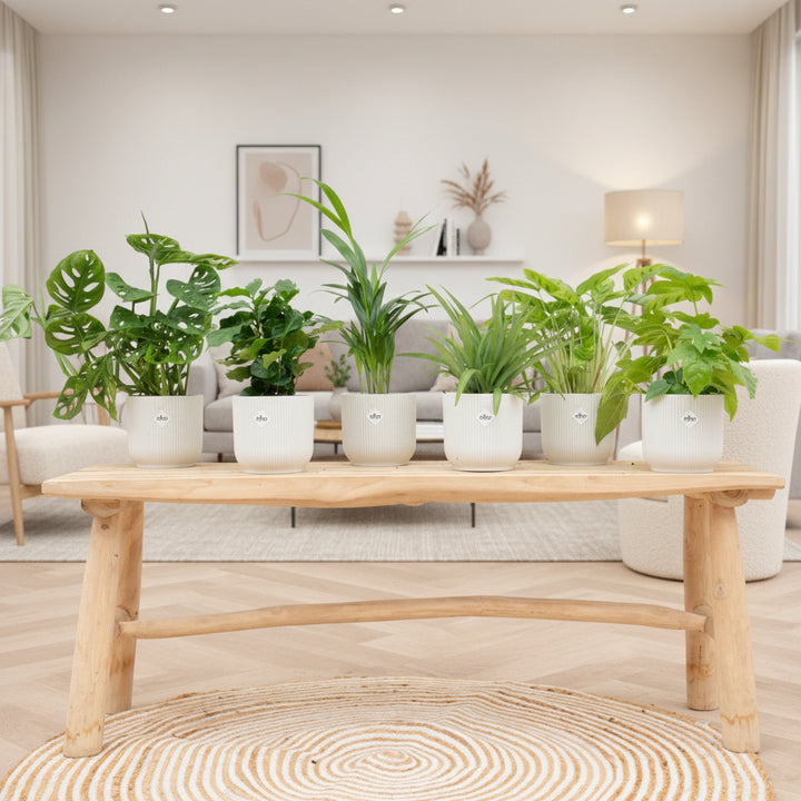 Überraschungsbox - 6 Pflanzen inkl. elho Vibes Fold Round Ø14