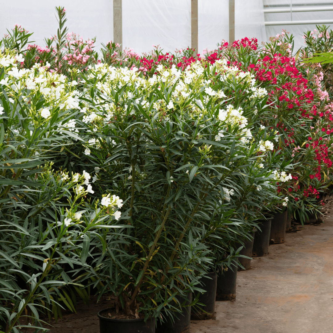 Nerium Oleander Strauch - 160cm - Zimmerpflanze Kaufen