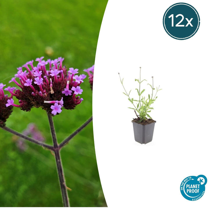 Verbena Bonariensis 'Lollipop' - 20cm - Zimmerpflanze Kaufen