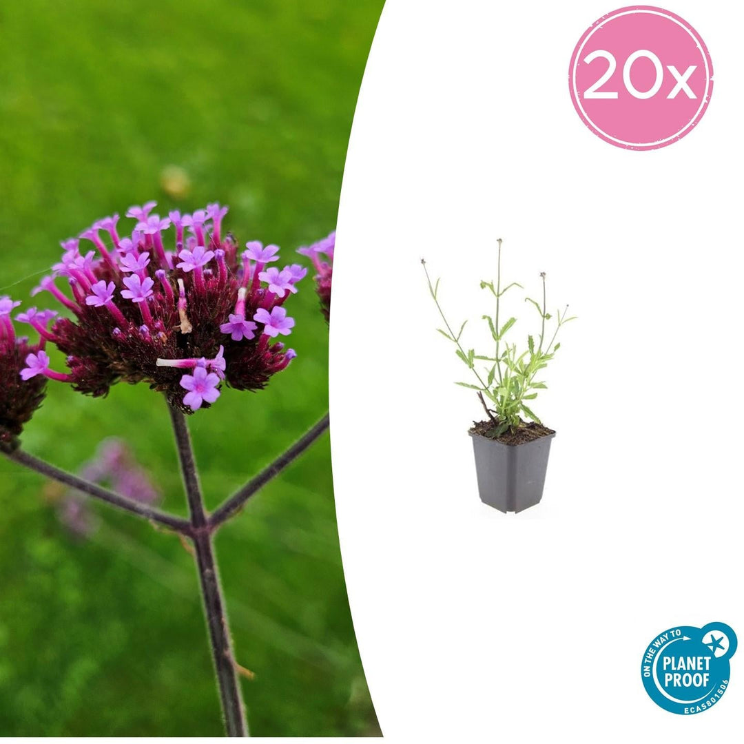 Verbena Bonariensis 'Lollipop' - 20cm - Zimmerpflanze Kaufen