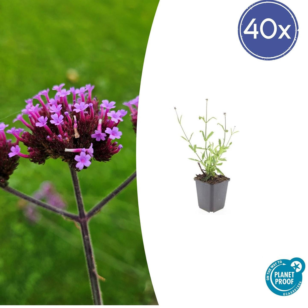 Verbena Bonariensis 'Lollipop' - 20cm - Zimmerpflanze Kaufen