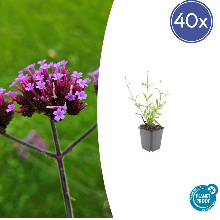 Verbena Bonariensis 'Lollipop' - 20cm - Zimmerpflanze Kaufen