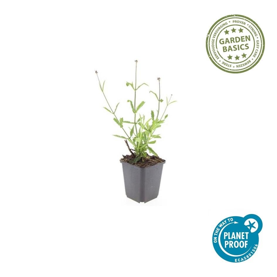 Verbena Bonariensis 'Lollipop' - 20cm - Zimmerpflanze Kaufen