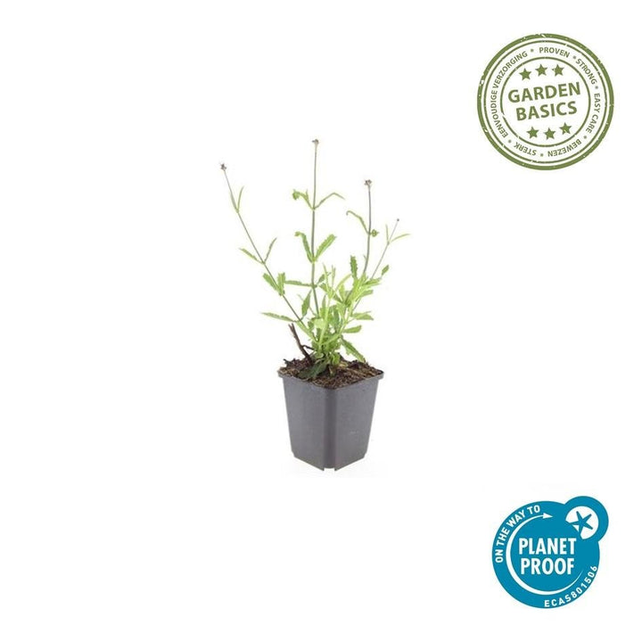 Verbena Bonariensis 'Lollipop' - 20cm - Zimmerpflanze Kaufen