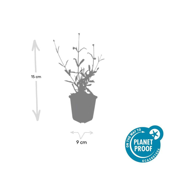 Verbena Bonariensis 'Lollipop' - 20cm - Zimmerpflanze Kaufen