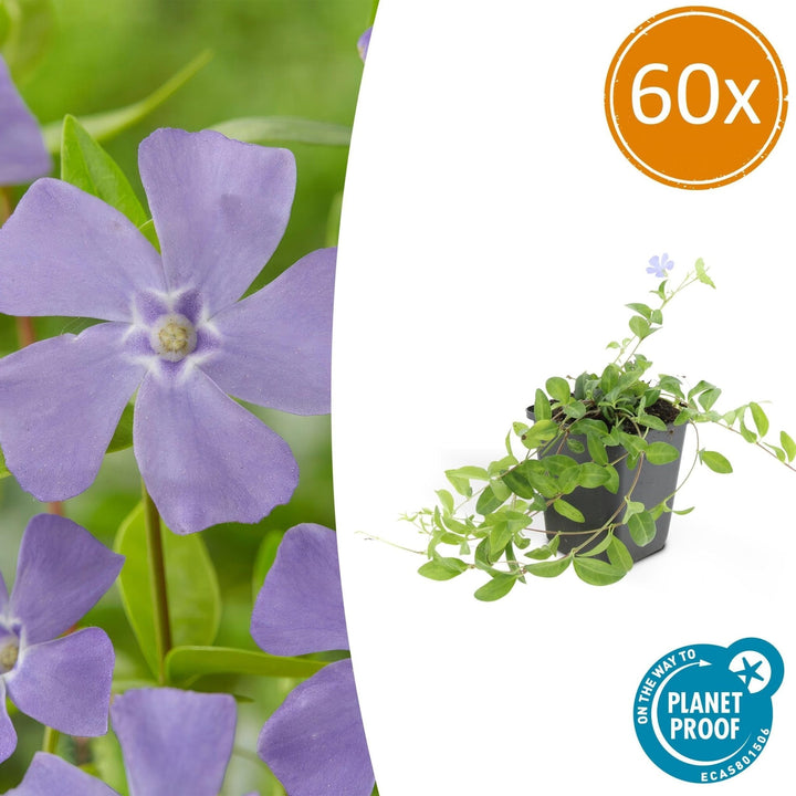 Vinca minor - 20cm - Petite pervenche - Acheter une plante d'intérieur