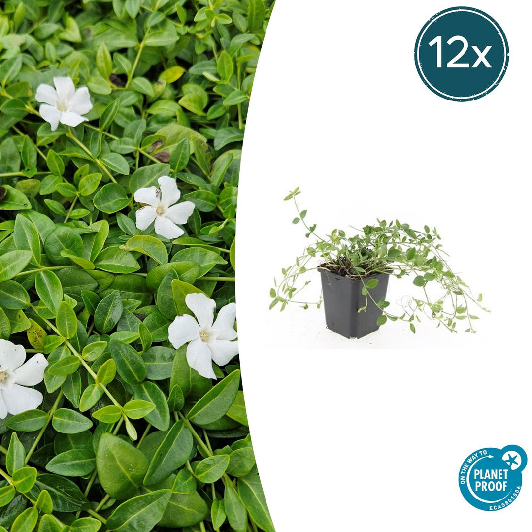Vinca minor 'Gertrude Jekyll' - 20cm - Maagdenpalm