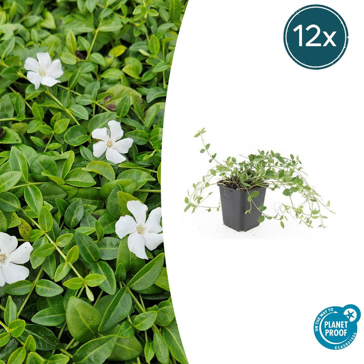 Vinca minor 'Gertrude Jekyll' - 20cm - Maagdenpalm
