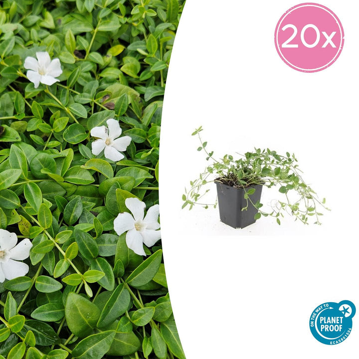 Vinca minor 'Gertrude Jekyll' - 20cm - Maagdenpalm