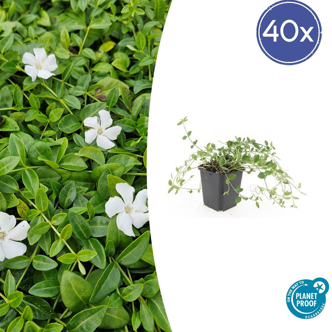 Vinca minor 'Gertrude Jekyll' - 20cm - Maagdenpalm