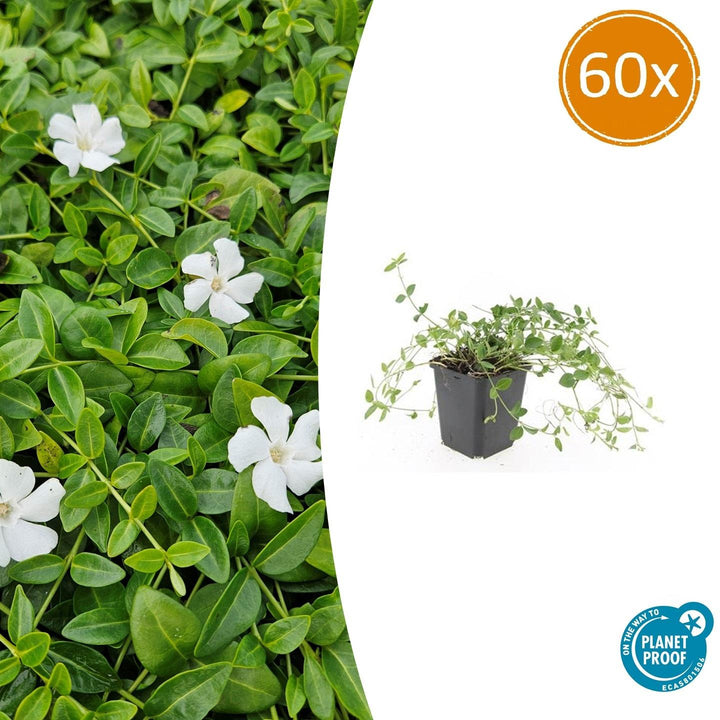 Vinca minor 'Gertrude Jekyll' - 20cm - Maagdenpalm