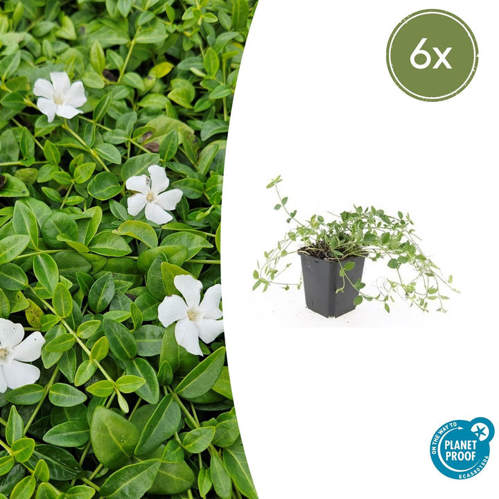 Vinca minor 'Gertrude Jekyll' - 20cm - Maagdenpalm