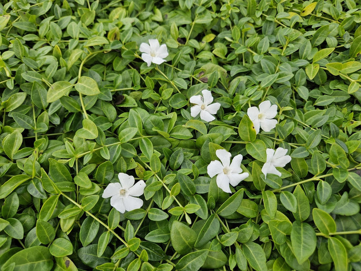 Vinca minor 'Gertrude Jekyll' - 20cm - Maagdenpalm