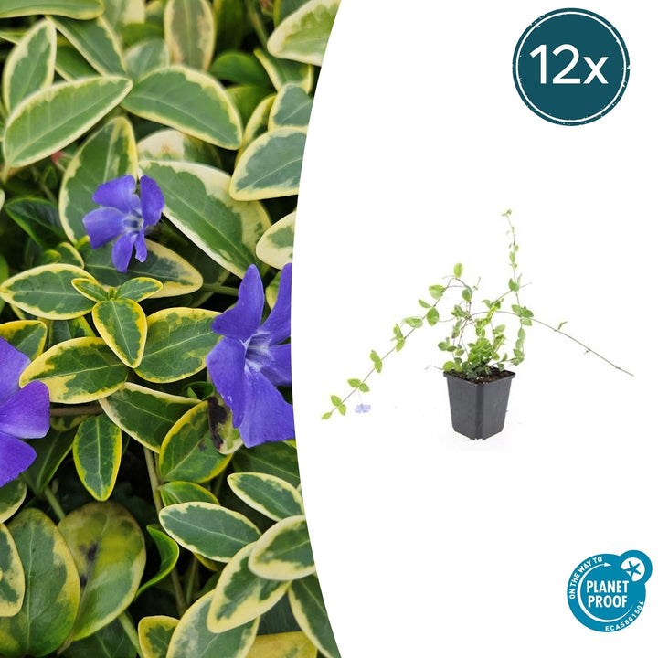 Vinca Minor 'Blue and Gold' - 20cm - Immergrün | Kaufen