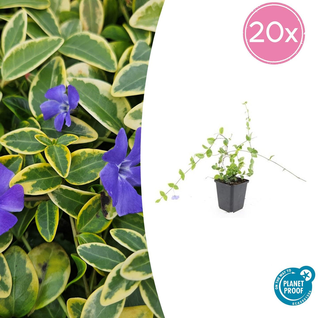 Vinca Minor 'Blue and Gold' - 20cm - Immergrün | Kaufen
