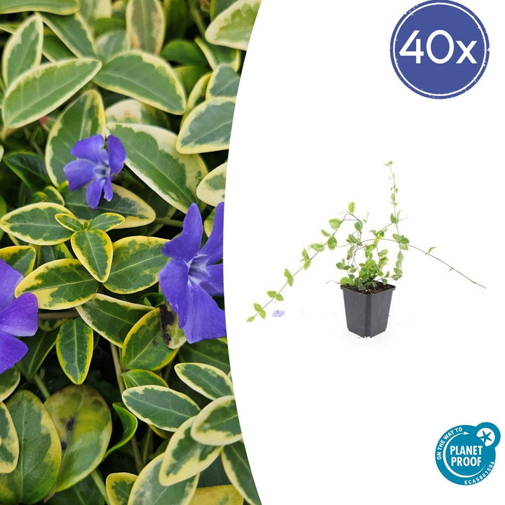 Vinca Minor 'Blue and Gold' - 20cm - Immergrün | Kaufen