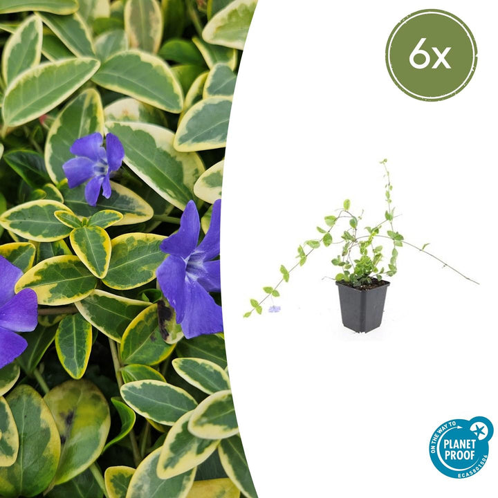 Vinca Minor 'Blue and Gold' - 20cm - Immergrün | Kaufen