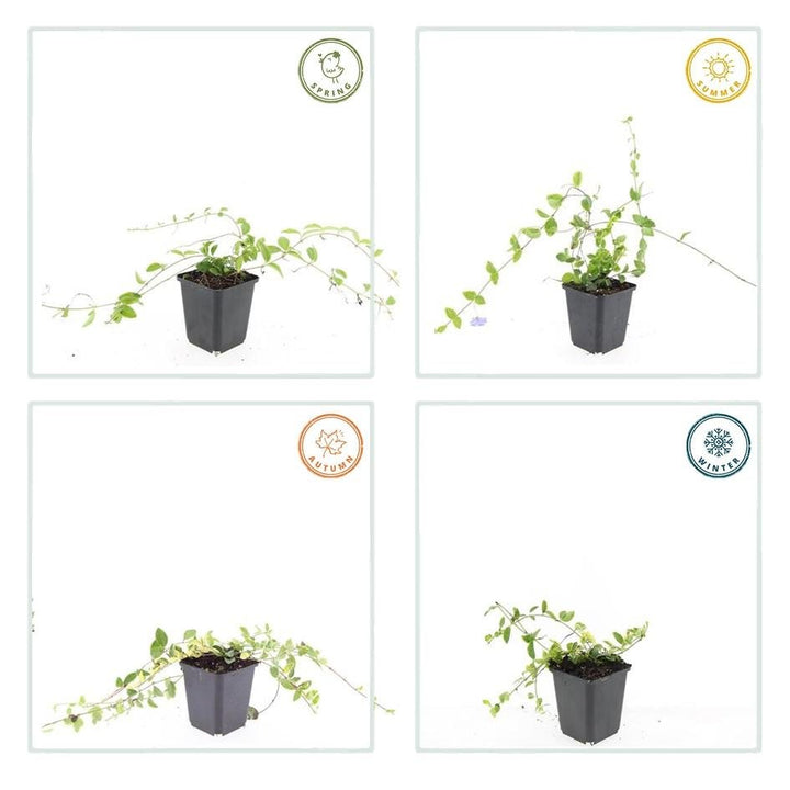 Vinca Minor 'Blue and Gold' - 20cm - Immergrün | Kaufen