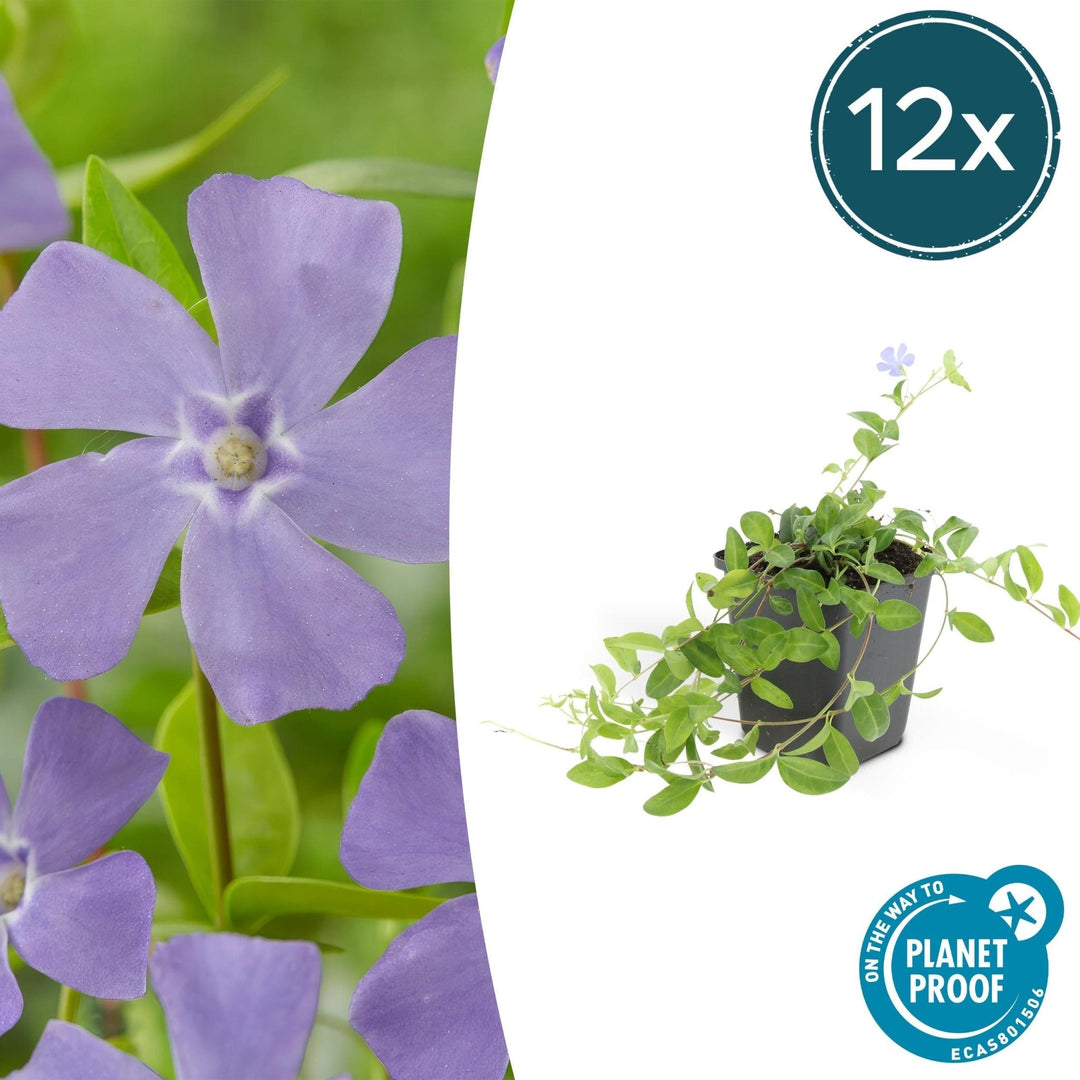 Vinca minor 'La Grave' - 20cm - Kleines Immergrün