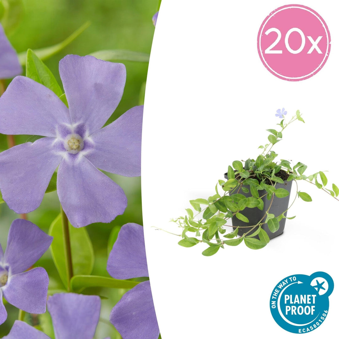 Vinca minor 'La Grave' - 20cm - Kleines Immergrün